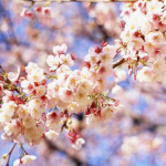 春休みにおすすめな合宿免許一覧