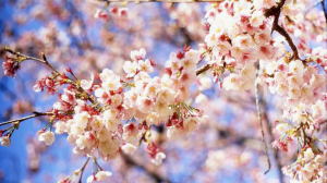 春休みにおすすめな合宿免許一覧